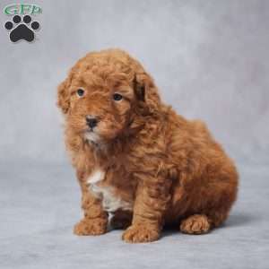 Sam, Miniature Poodle Puppy